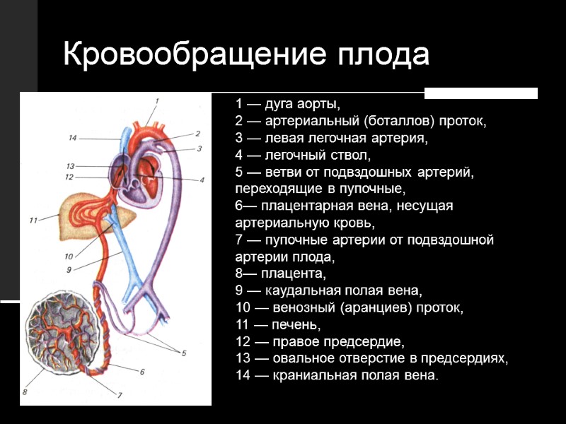 1 — дуга аорты,  2 — артериальный (боталлов) проток,  3 — левая